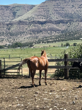 HorseID: 2298969 Bahamian - PhotoID: 1079957