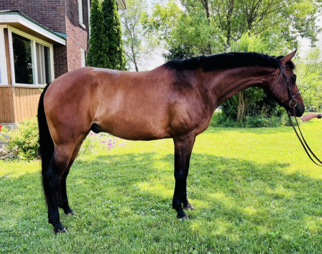 HorseID: 2299005 One Chance For Money - PhotoID: 1079992