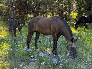 HorseID: 2299010 Fancy Grace - PhotoID: 1079995