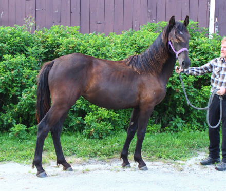 HorseID: 2299019 Three Fold Anarchy Luna - PhotoID: 1080005