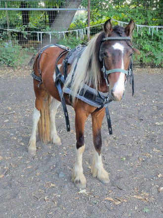 HorseID: 2299026 2 Year Old Mini Jewel's Irish Blaine - Hershey - PhotoID: 1080016