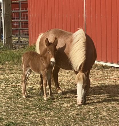 HorseID: 2299033 Salsa - PhotoID: 1080021