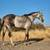 HorseID: 2299034 Saint Helen - PhotoID: 1080027