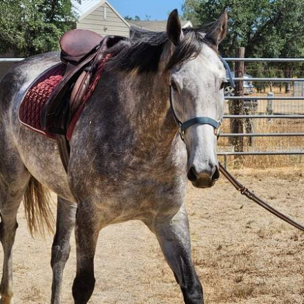 HorseID: 2299034 Saint Helen - PhotoID: 1080023