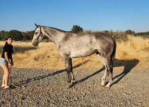 HorseID: 2299034 Saint Helen - PhotoID: 1080024