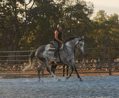 HorseID: 2299034 Saint Helen - PhotoID: 1080026