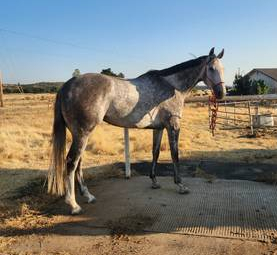 HorseID: 2299034 Saint Helen - PhotoID: 1080022