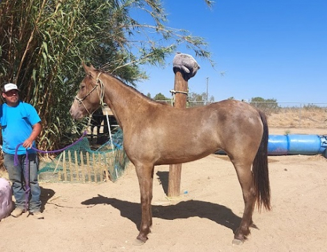 HorseID: 2299039 Beau J'ais - PhotoID: 1080035