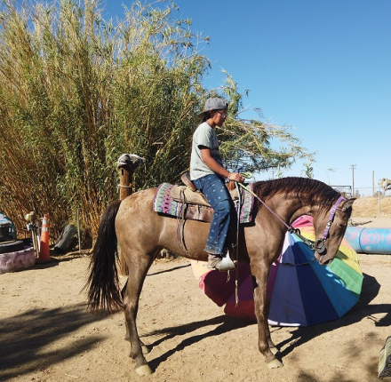 HorseID: 2299039 Beau J'ais - PhotoID: 1080053