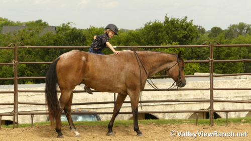 HorseID: 2299049 Blazing Bo - PhotoID: 1080064