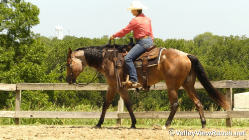 HorseID: 2299049 Blazing Bo - PhotoID: 1080065