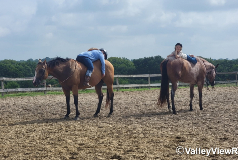 HorseID: 2299049 Blazing Bo - PhotoID: 1080066