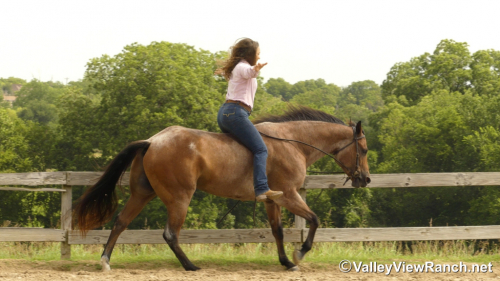 HorseID: 2299049 Blazing Bo - PhotoID: 1080067