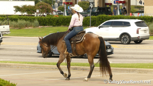 HorseID: 2299049 Blazing Bo - PhotoID: 1080068