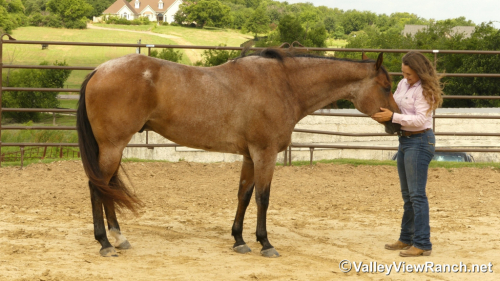HorseID: 2299049 Blazing Bo - PhotoID: 1080069