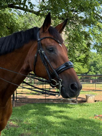 HorseID: 2299058 Half Moon - PhotoID: 1080089