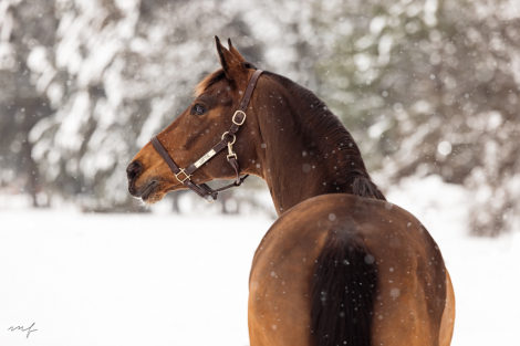 HorseID: 2299058 Half Moon - PhotoID: 1080090