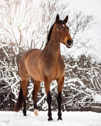 HorseID: 2299058 Half Moon - PhotoID: 1080092