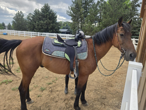 HorseID: 2299064 Maverick - PhotoID: 1080100