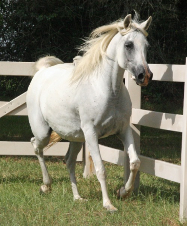 HorseID: 2299070 Qadar Mayyada - PhotoID: 1080110