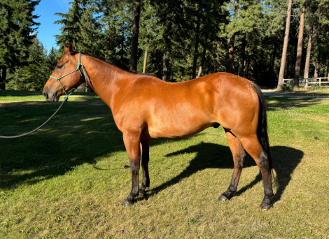 HorseID: 2299073 SL Smart Cutter - PhotoID: 1080120