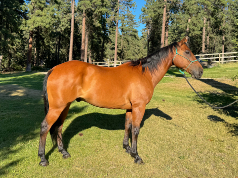 HorseID: 2299073 SL Smart Cutter - PhotoID: 1080121