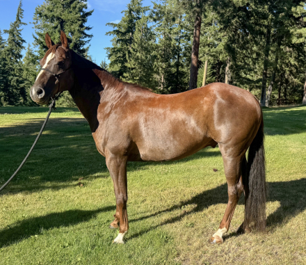 HorseID: 2299074 Cutter Bee Neat - PhotoID: 1080118