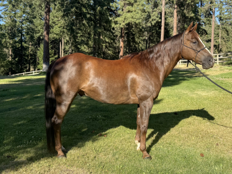 HorseID: 2299074 Cutter Bee Neat - PhotoID: 1080119