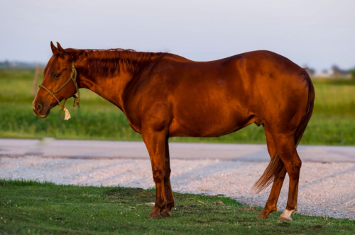 HorseID: 2299108 GUNLESS - PhotoID: 1080140