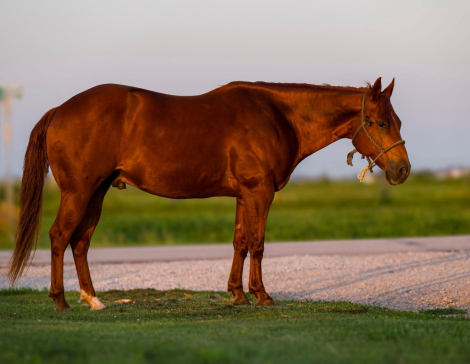 HorseID: 2299108 GUNLESS - PhotoID: 1080141