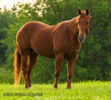 HorseID: 2299108 GUNLESS - PhotoID: 1080142