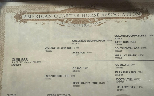 HorseID: 2299108 GUNLESS - PhotoID: 1080143