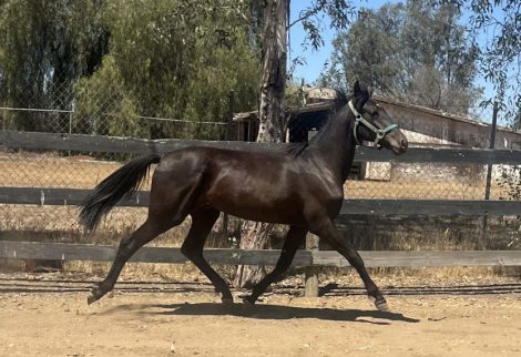 HorseID: 2299114 Sapphire Grey Goose - PhotoID: 1080152