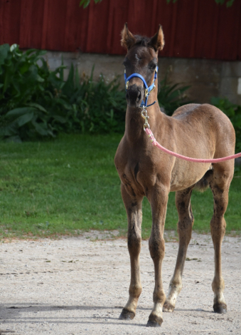 HorseID: 2299115 HMFM Banner o Night - PhotoID: 1080155