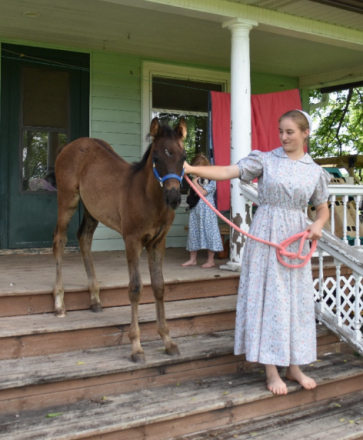 HorseID: 2299115 HMFM Banner o Night - PhotoID: 1080156