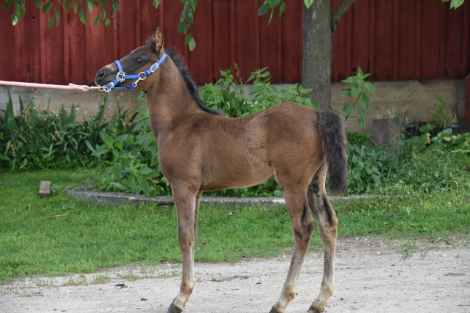 HorseID: 2299115 HMFM Banner o Night - PhotoID: 1080157