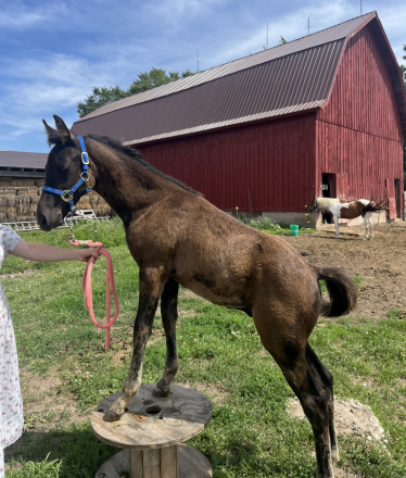 HorseID: 2299115 HMFM Banner o Night - PhotoID: 1080158