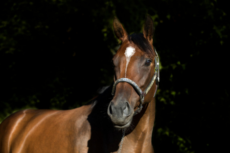 HorseID: 2299116 SKY FALL - PhotoID: 1080159