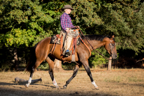 HorseID: 2299116 SKY FALL - PhotoID: 1080160