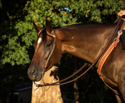 HorseID: 2299116 SKY FALL - PhotoID: 1080161