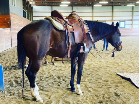 HorseID: 2299116 SKY FALL - PhotoID: 1080162