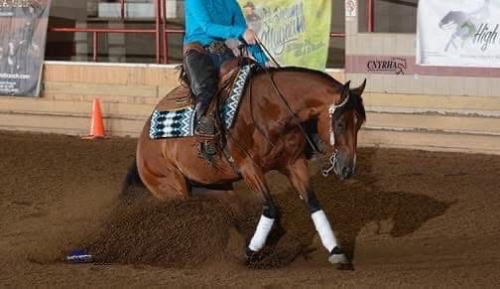 HorseID: 2299199 ElectricVintageShock NRHA $7700+ - PhotoID: 1080266