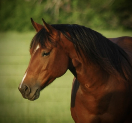 HorseID: 2299199 ElectricVintageShock NRHA $7700+ - PhotoID: 1080267