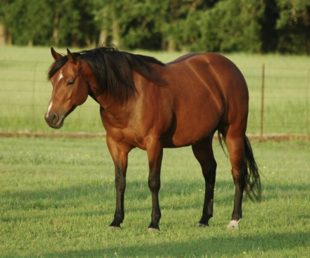 HorseID: 2299199 ElectricVintageShock NRHA $7700+ - PhotoID: 1080269