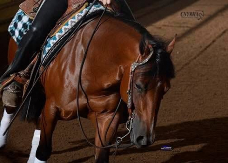 HorseID: 2299199 ElectricVintageShock NRHA $7700+ - PhotoID: 1080271