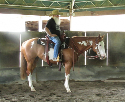 HorseID: 2299207 JAZZ IN WARPAINT - PhotoID: 1080276