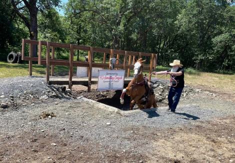 HorseID: 2299207 JAZZ IN WARPAINT - PhotoID: 1080277