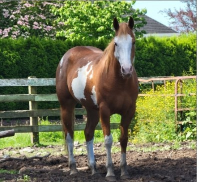 HorseID: 2299207 JAZZ IN WARPAINT - PhotoID: 1080278