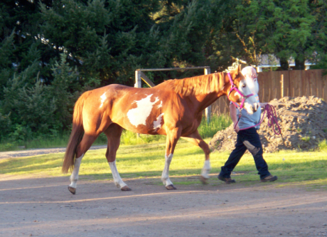 HorseID: 2299207 JAZZ IN WARPAINT - PhotoID: 1080280