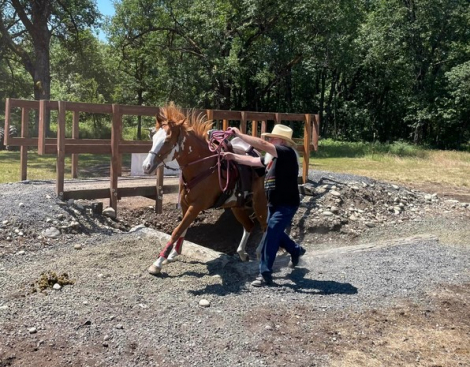 HorseID: 2299207 JAZZ IN WARPAINT - PhotoID: 1080600